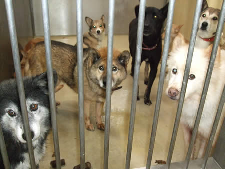 檻の中にいる6匹の犬
